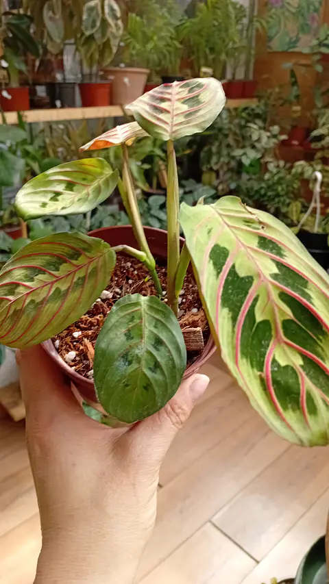 Plantas RV - Maranta Leuconera tamaño S 