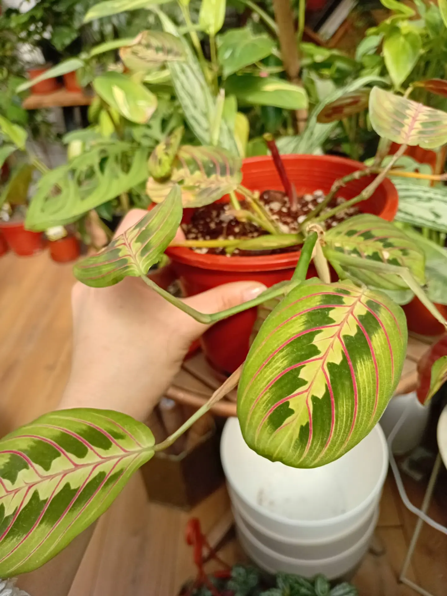 Plantas RV - Maranta Leuconeura M  1