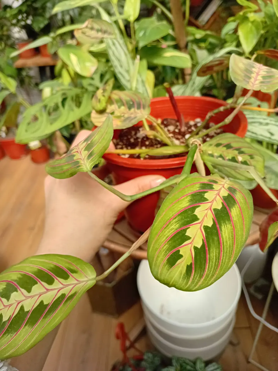 Plantas RV - Maranta Leuconeura M  1