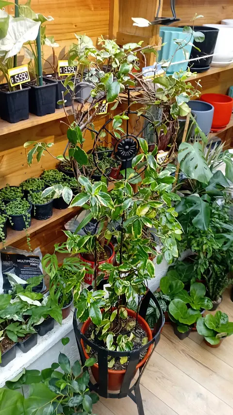 PLANTAS RV - JAZMIN HELICE  VARIEGADO XL + TUTOR 