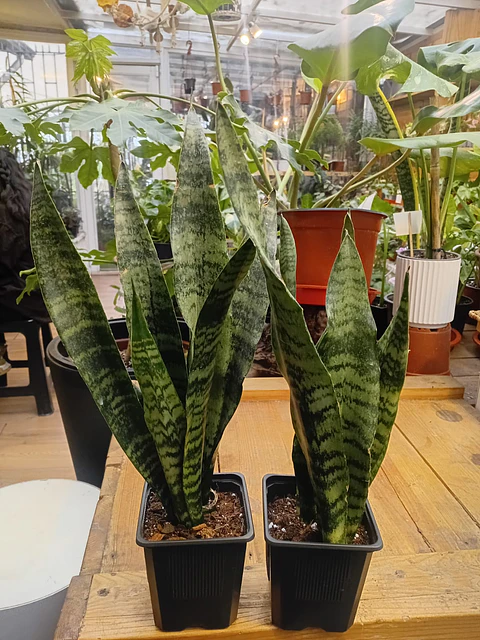 Plantas RV - Pack 2x1  Sansevieria Black Coral