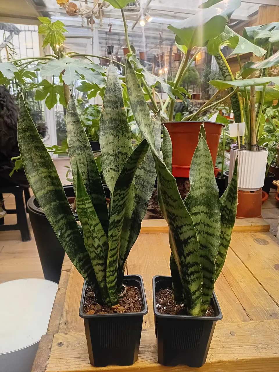 Plantas RV - Pack 2x1  Sansevieria Black Coral 1