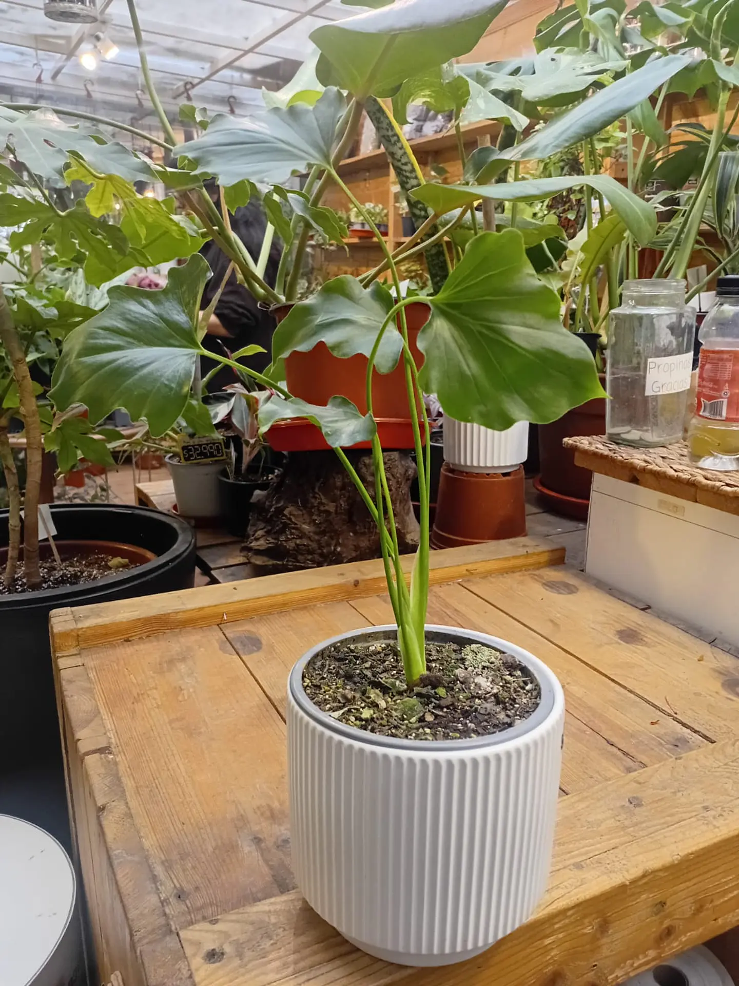 Plantas RV - Pack 1 Filodendro Paraguayo + 1 PortaMaceta S  1