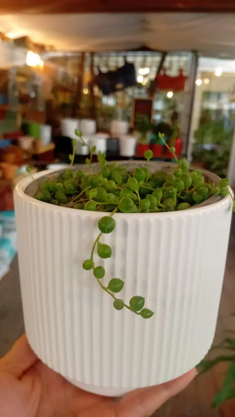 Plantas RV - Pack  1 Rosario tamaño M + 1 Portamaceta S 