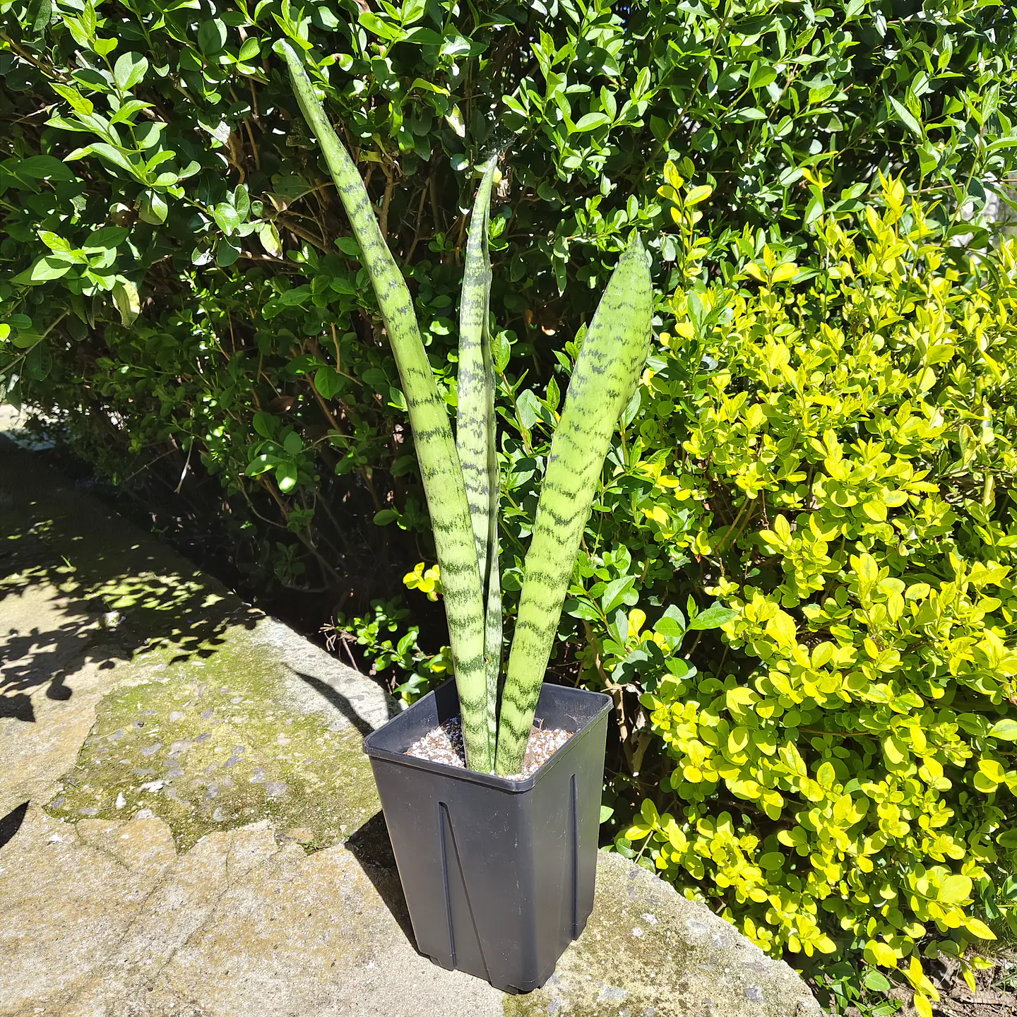 Plantas RV - Pack 2x1  Sansevieria Zeylanica  1