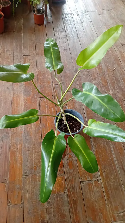 Plantas RV - Longifolio tamaño XL 