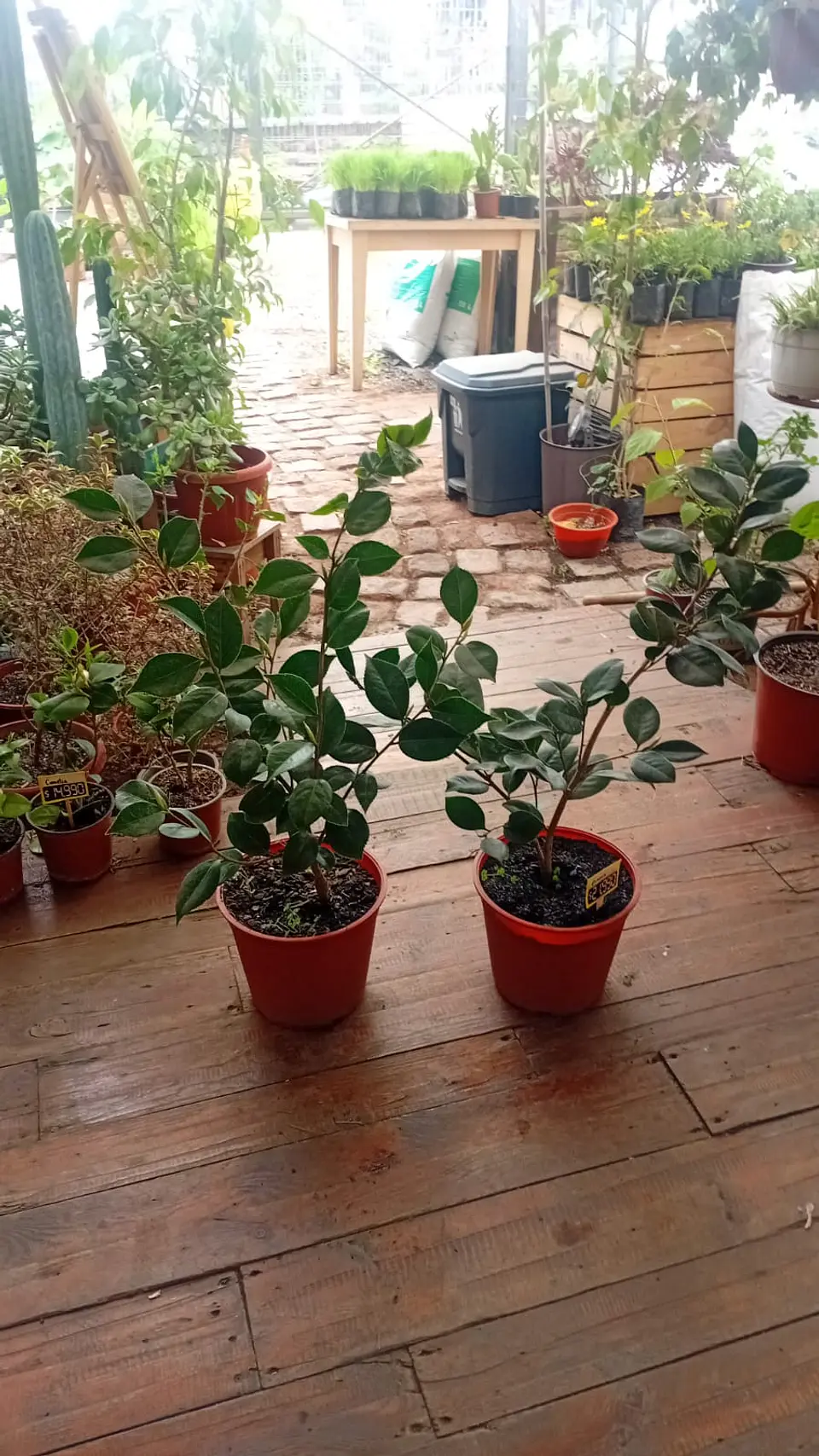Plantas Rv - Camelias tamaño L  1