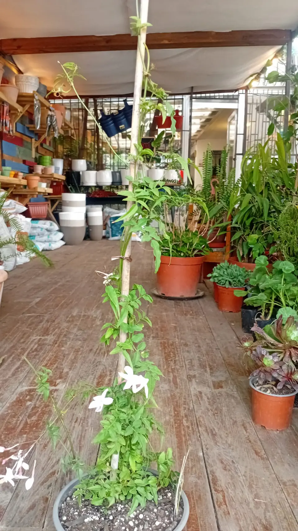 Plantas Rv - Jazmin polianta tamaño M  1