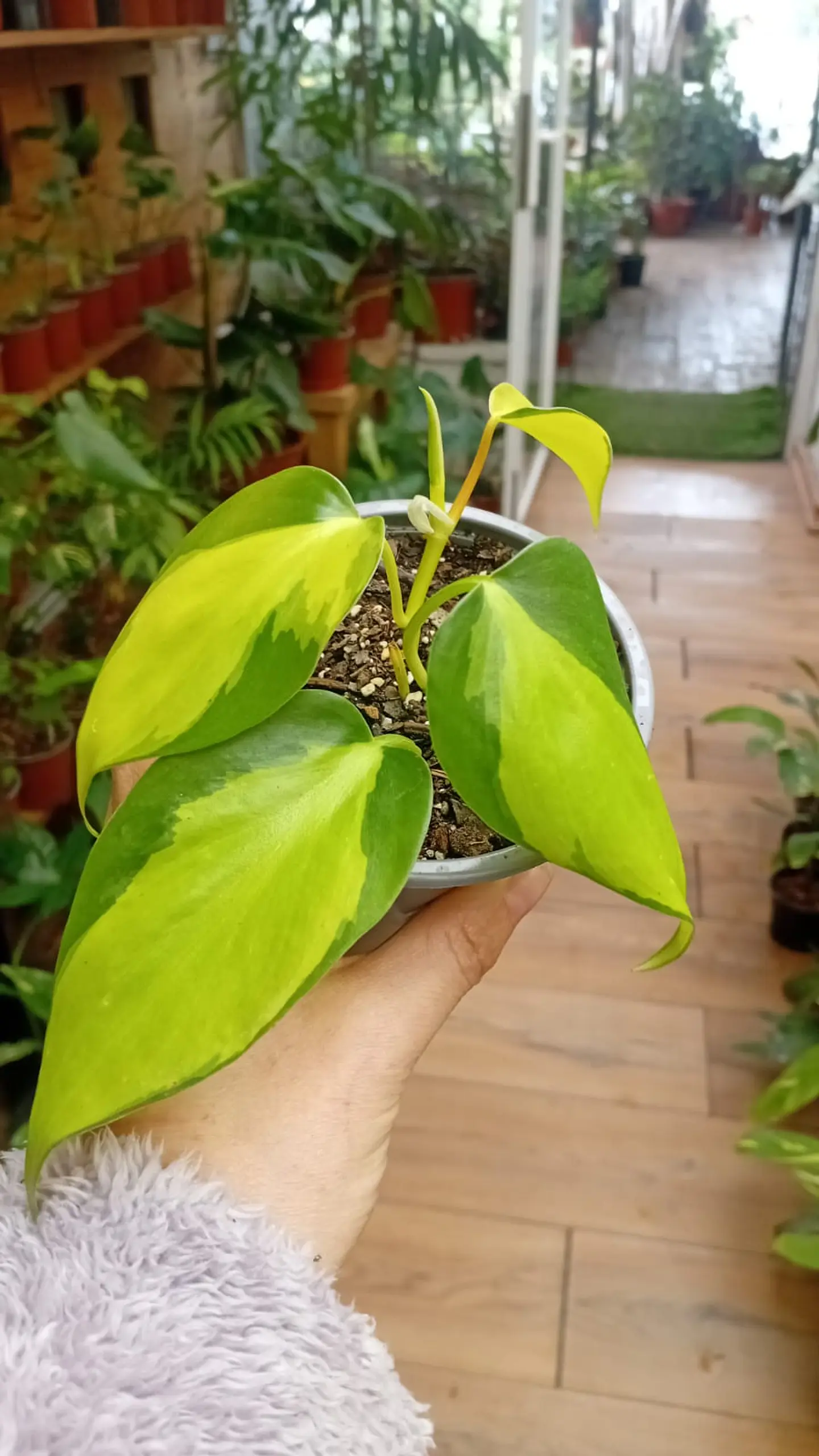 PLANTAS RV - FILODENDRO CORDATUM BRASIL S  1