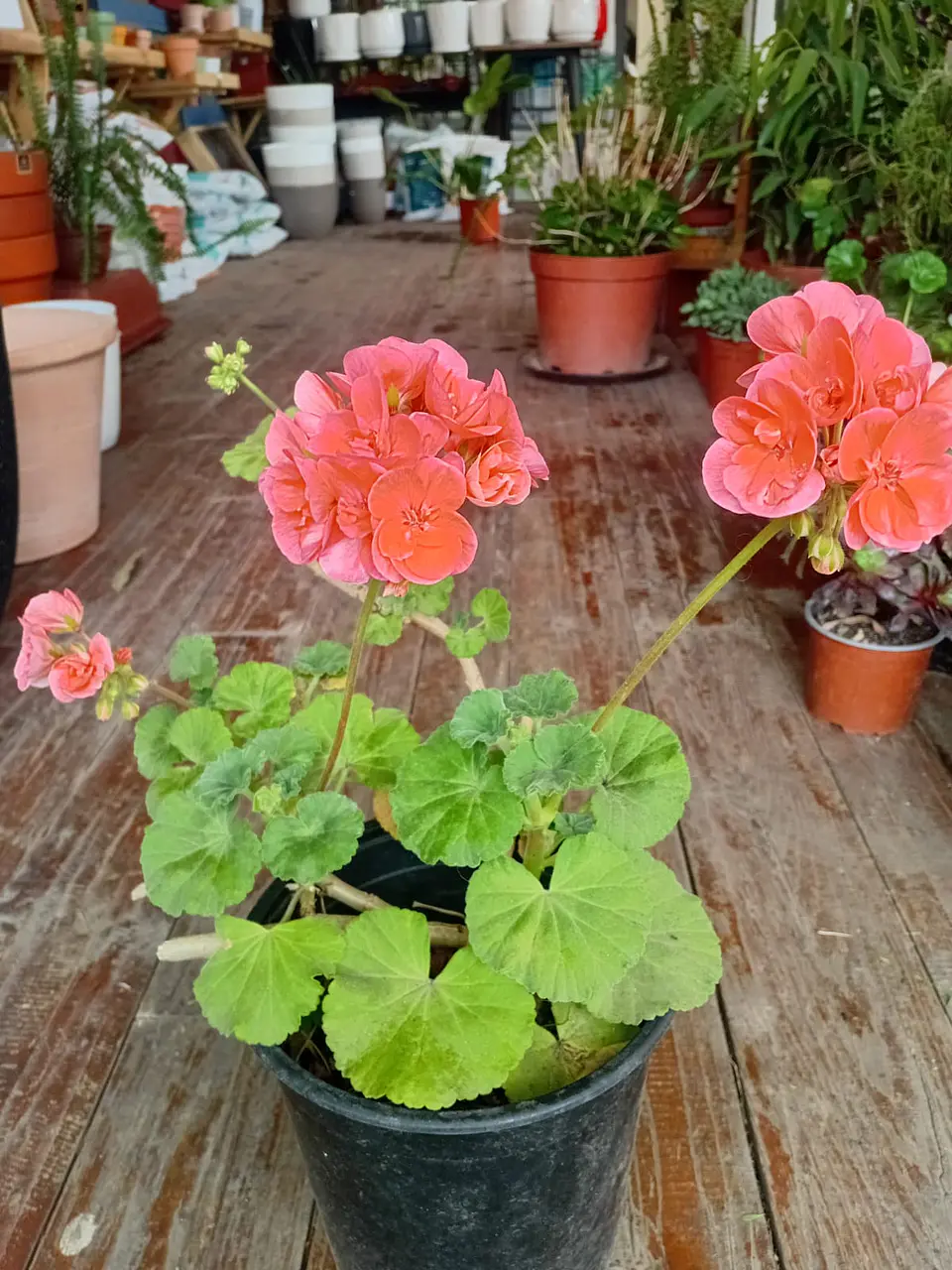 Plantas RV - Cardenal tamaño M  1