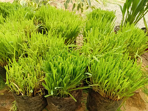 Plantas RV - Hierba Gatera tamaño S 