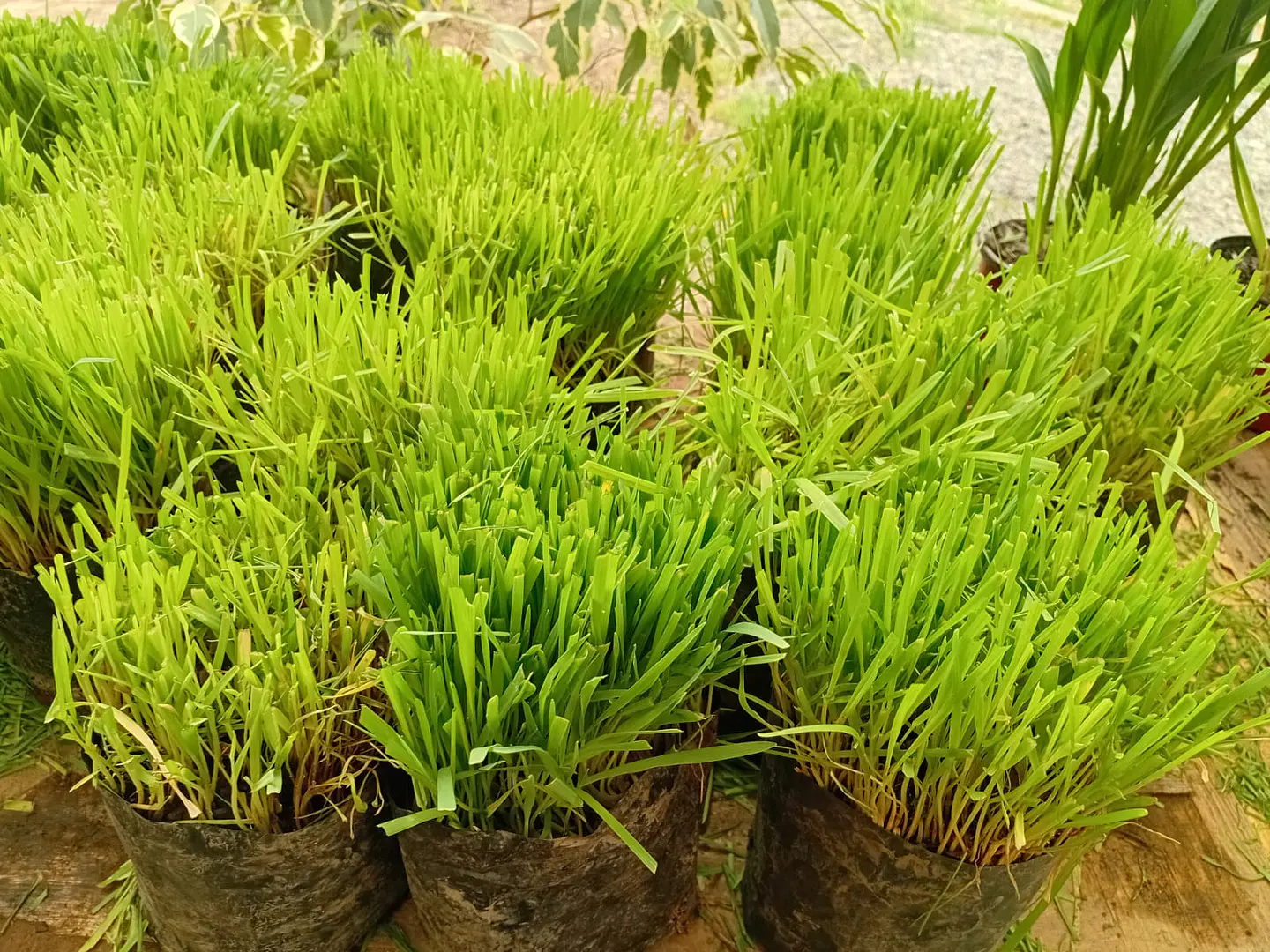 Plantas RV - Hierba Gatera tamaño S  1