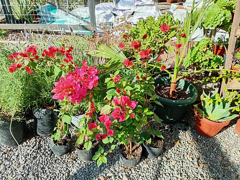 Plantas RV - Bugambilia tamaño L 