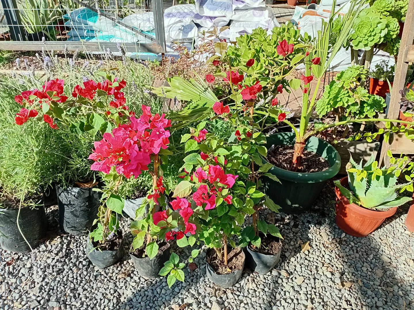 Plantas RV - Bugambilia tamaño L  1
