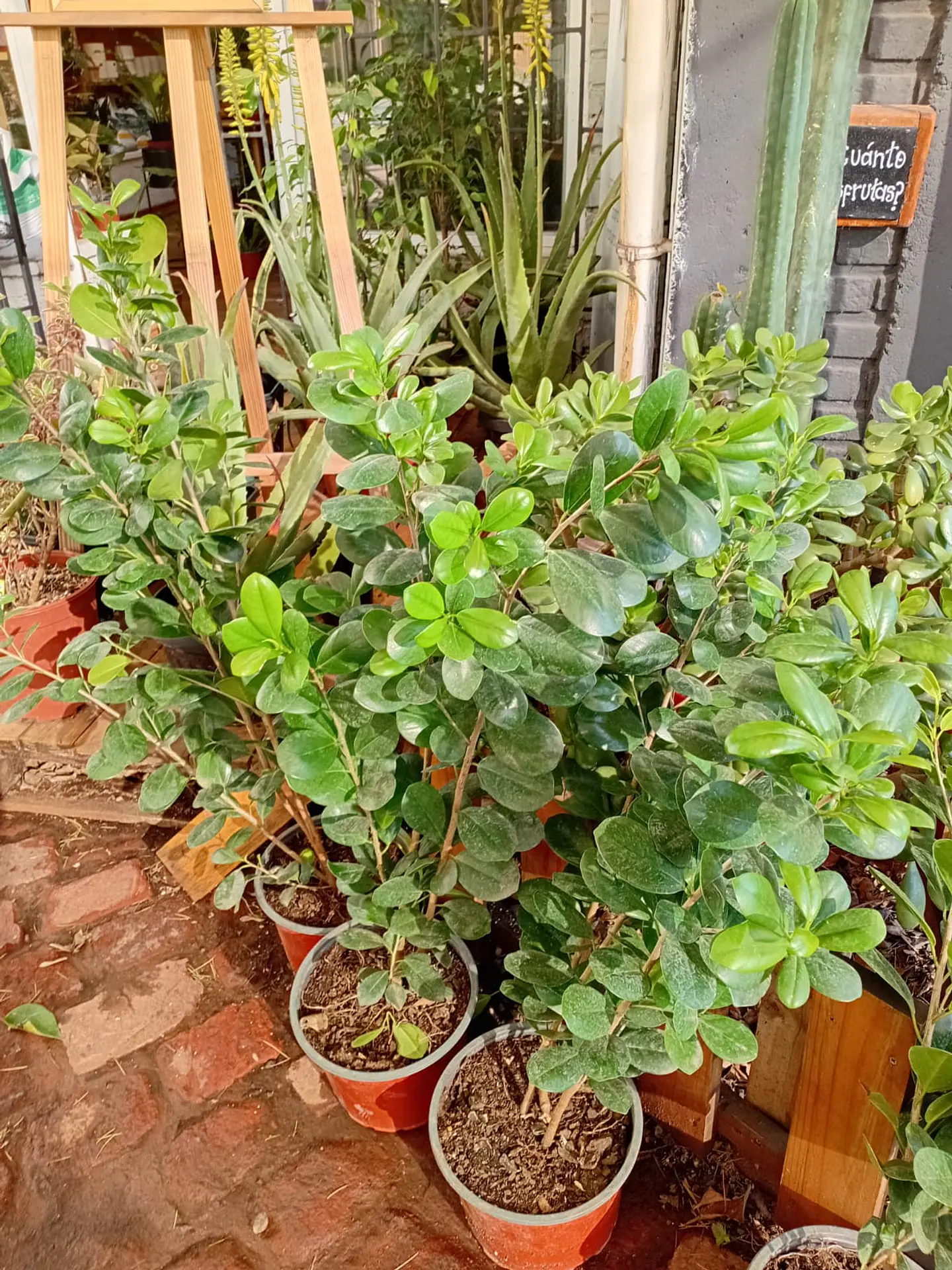 Plantas RV - Ficus Moclame tamaño L  1