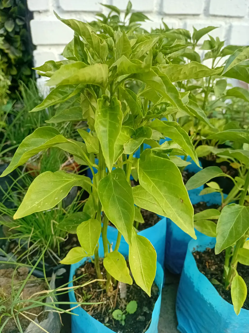 Plantas Rv - Aji cacho de cabra  1