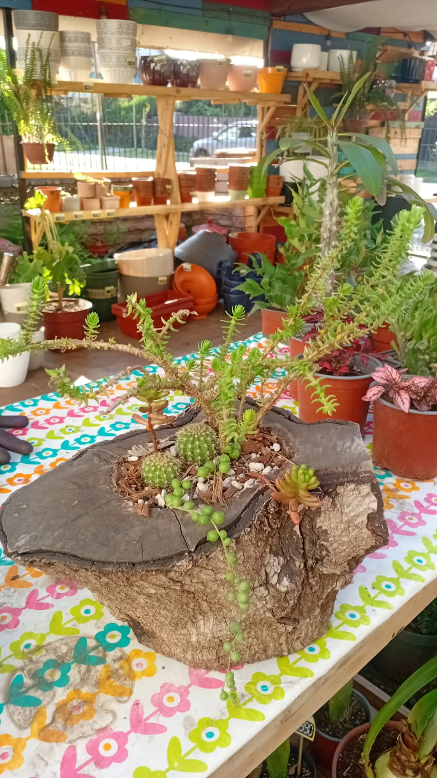 PLANTAS  RV - ARREGLO SUCULENTA MADERA  1