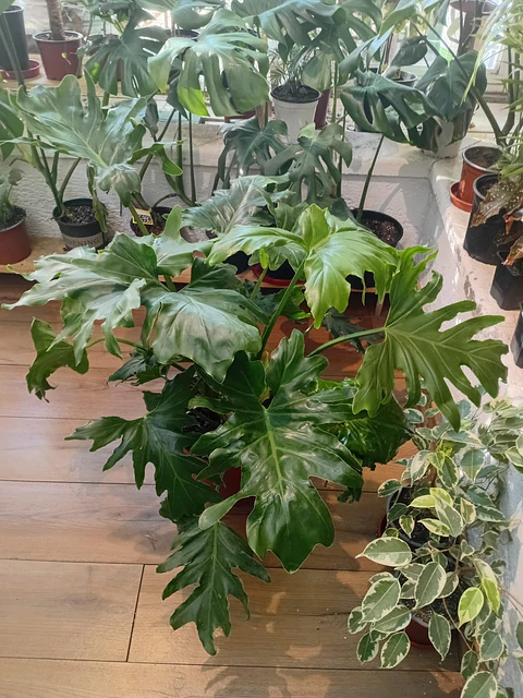 Plantas Rv - Filodendro Paraguayo XL 