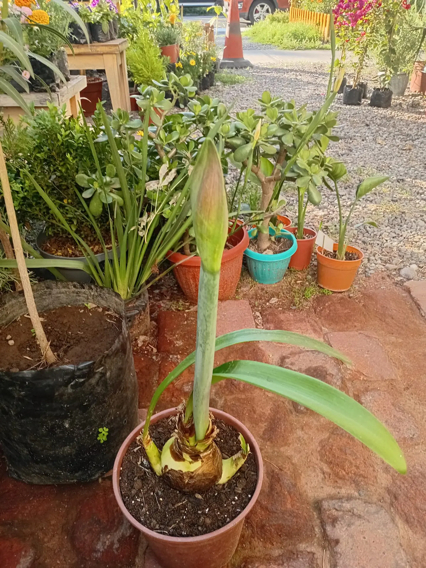 Plantas RV - Bulbo amayllis L  1