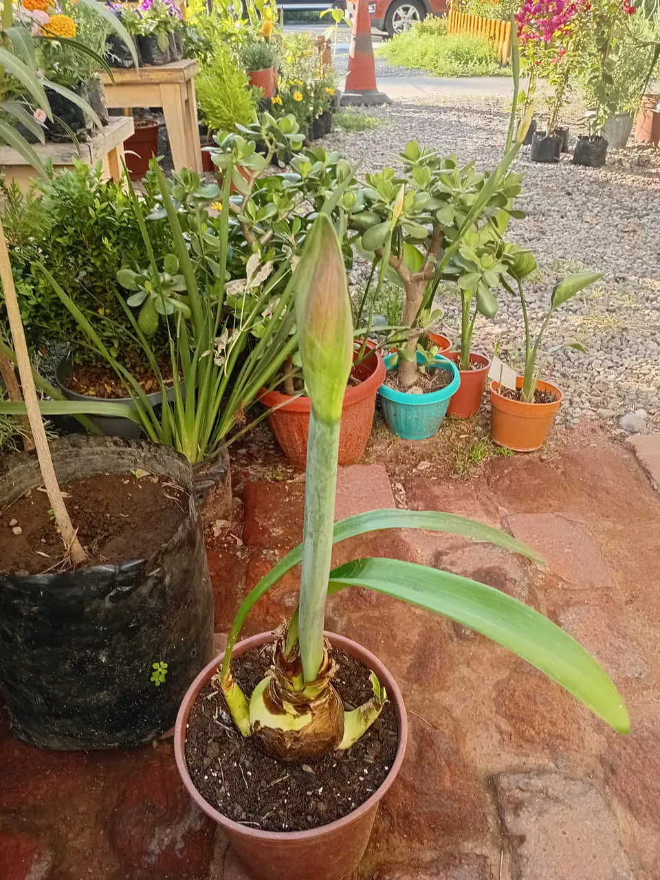 Plantas RV - Bulbo amayllis L  1