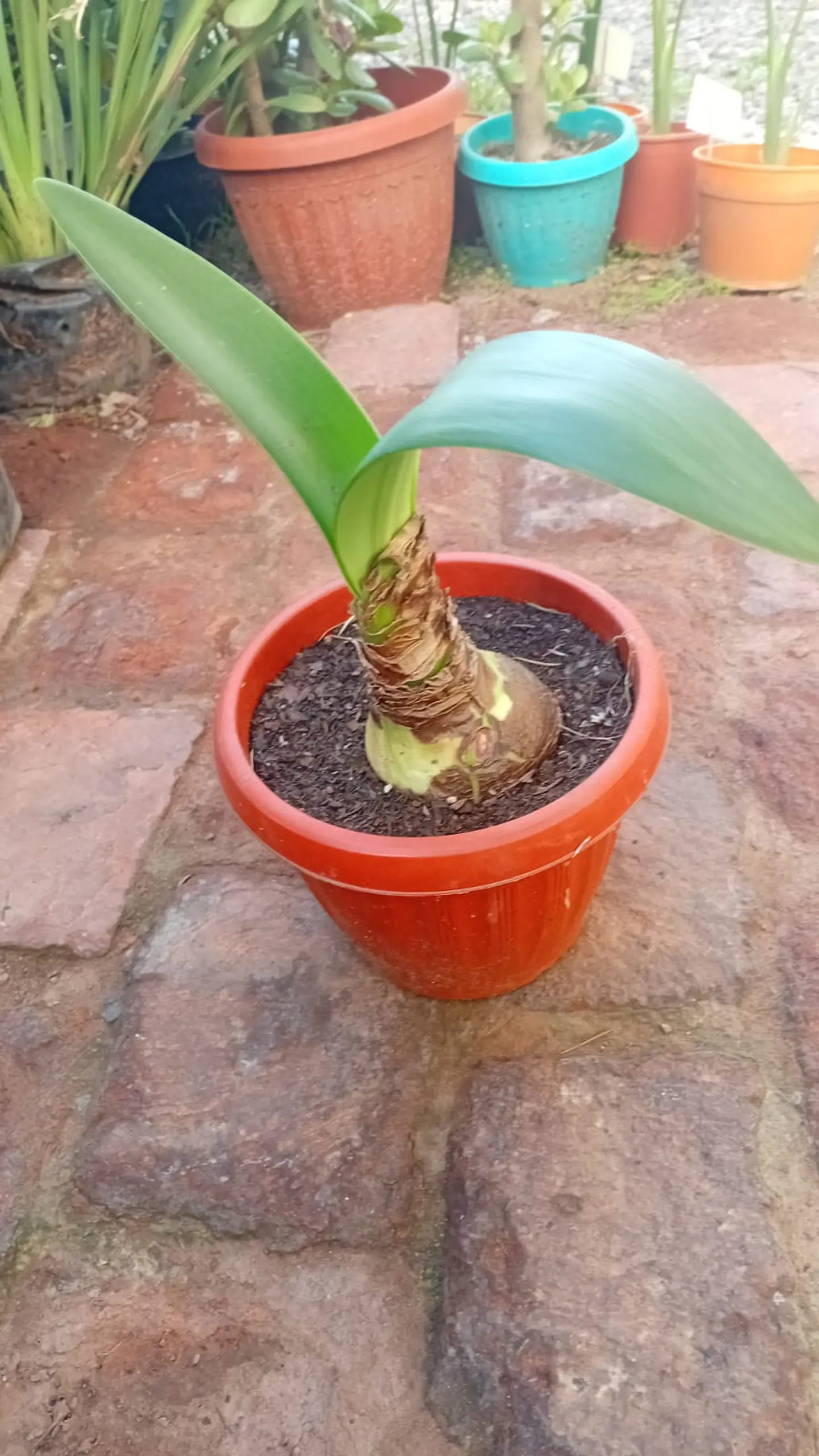 Plantas RV - Bulbo amaryllis M  1