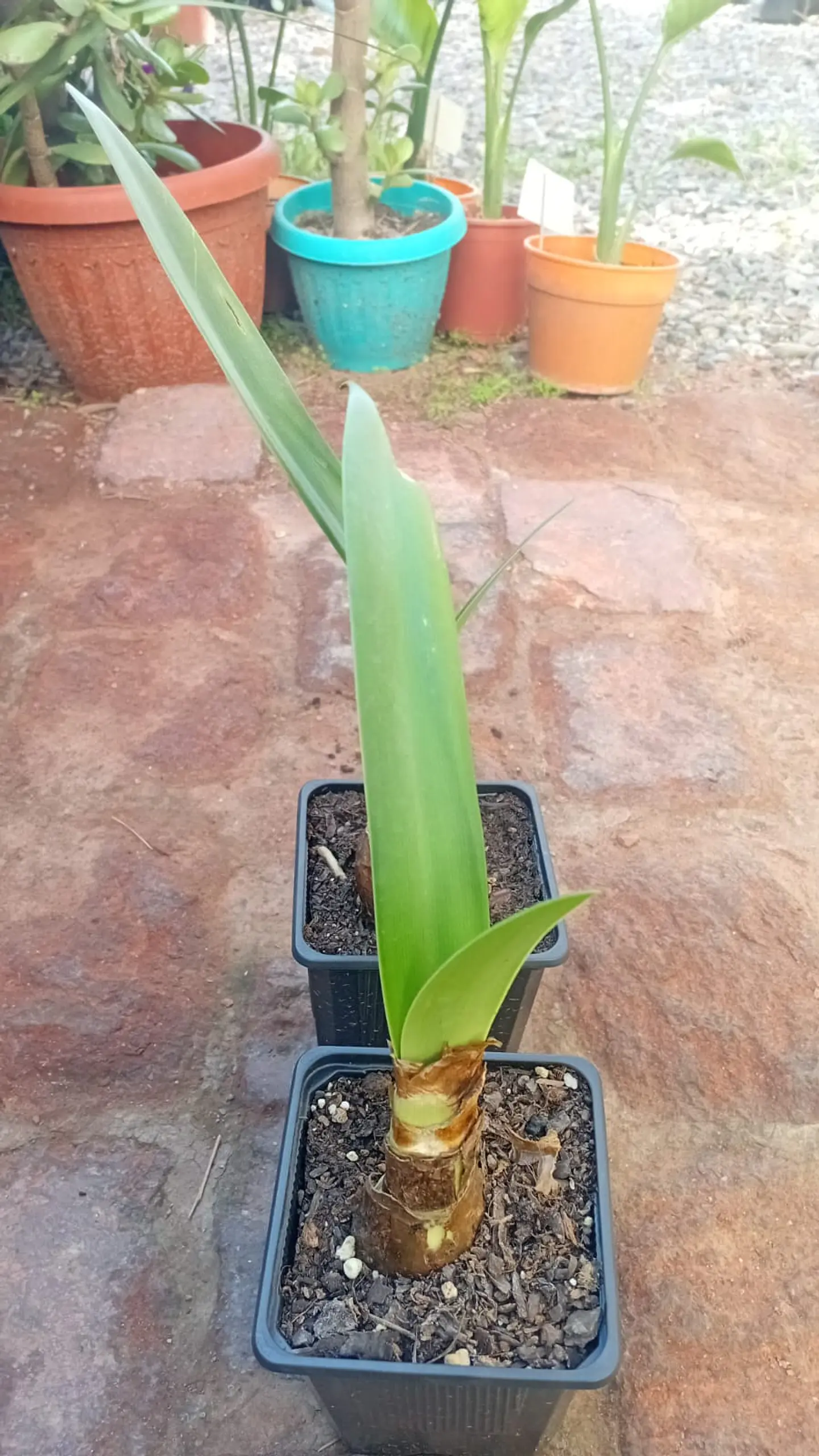 Plantas RV - Bulbo Amaryllis S  1