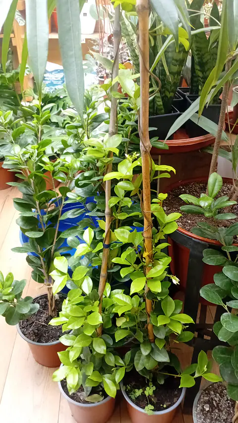 Plantas RV - Jazmín Helice tamaño L  