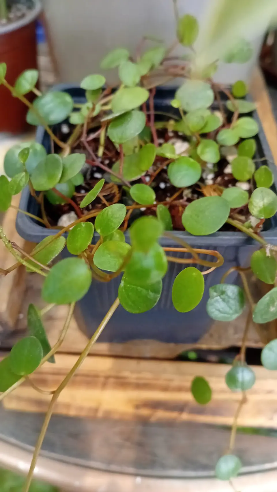 Plantas Rv - Peperomia pepperspot tamaño S  1