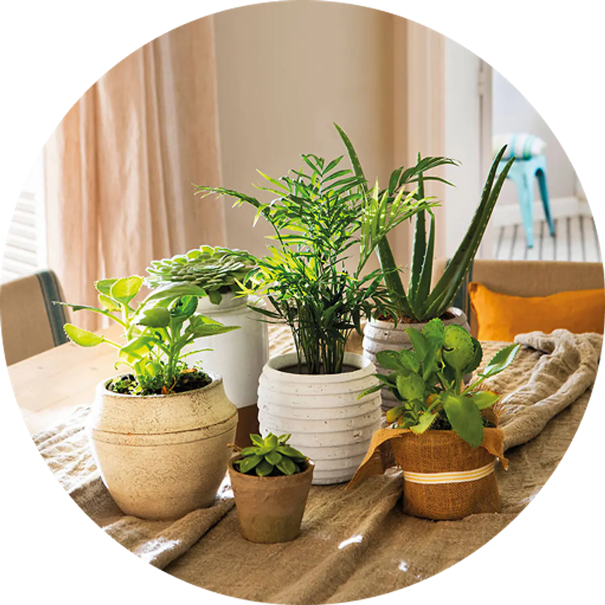 Plantas de Interior