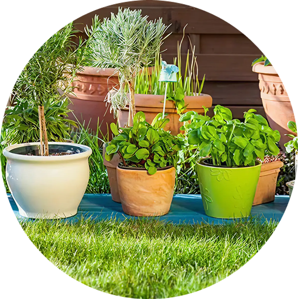 Plantas de Exterior