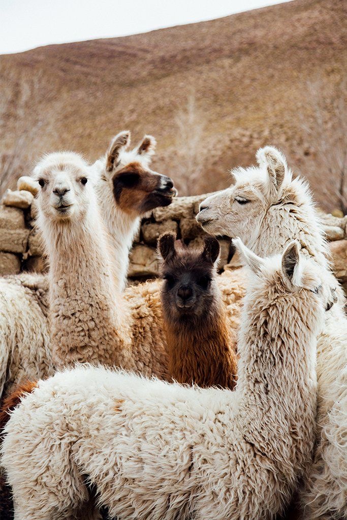 Mantas extra finas alpaca