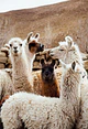 Mantas extra finas alpaca