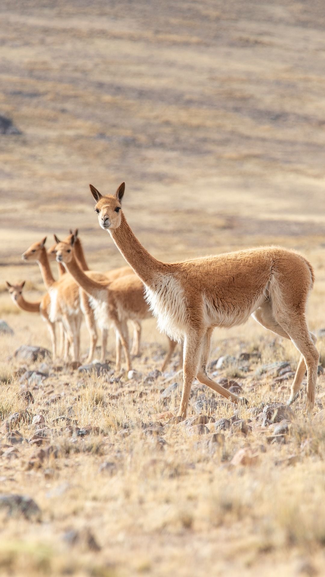Mantas extra finas vicuña