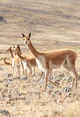 Mantas extra finas vicuña