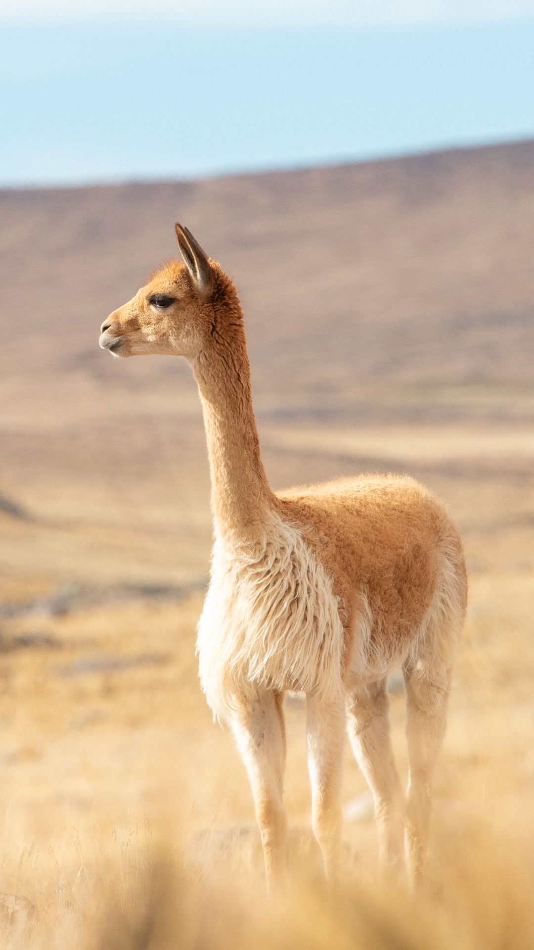 Mantas extra finas vicuña con guanaco