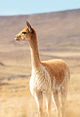Mantas extra finas vicuña con guanaco