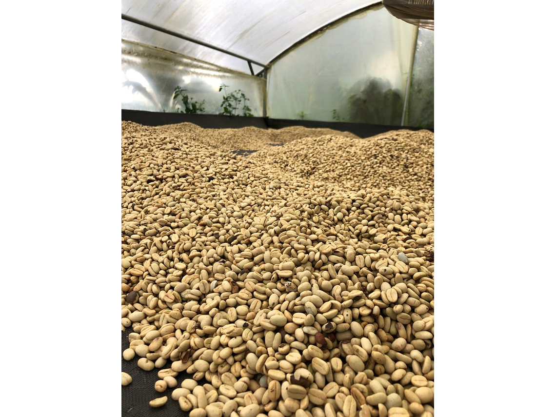 Coffee Tour At Manamaría Farm