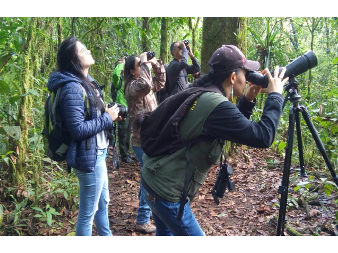 Bird Watching in the Cocora Valley of Salento