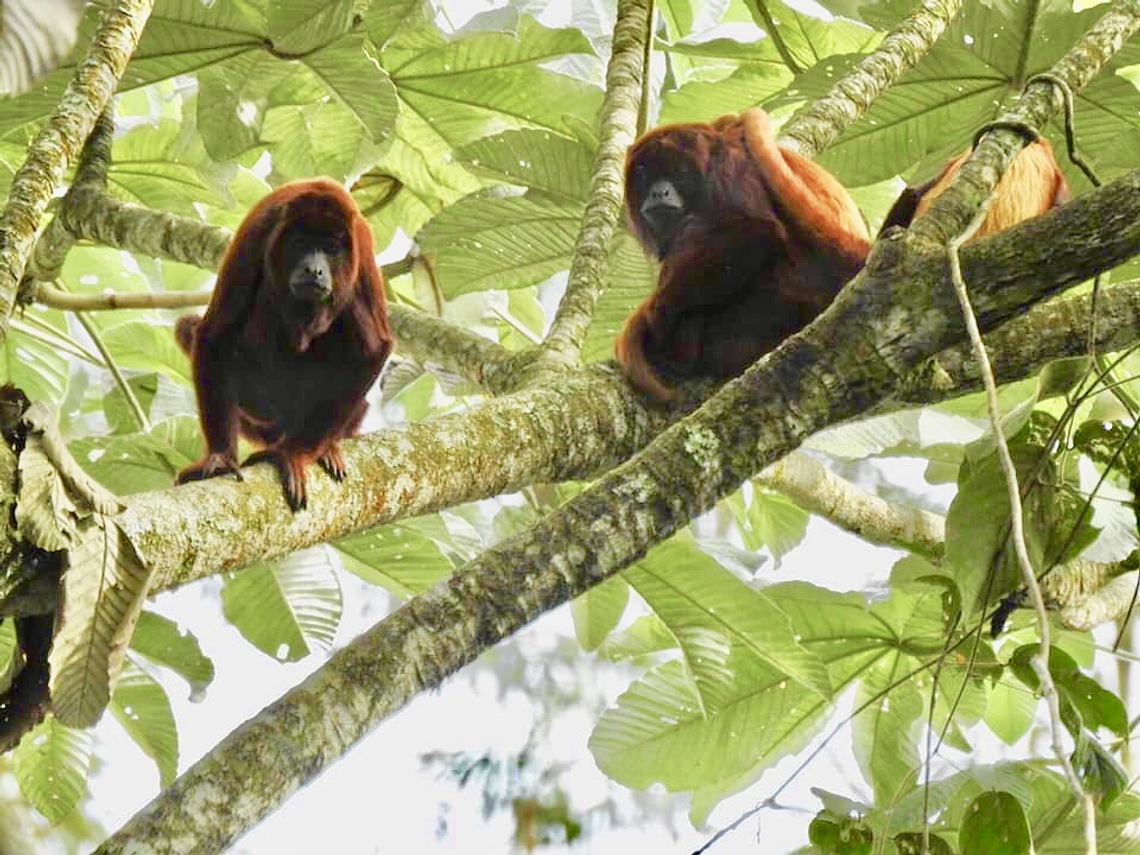 Howler Monkey Tour in Barbas Nature Reserve - Bremen