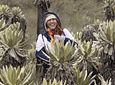 Trekking in the Páramo de Chilí