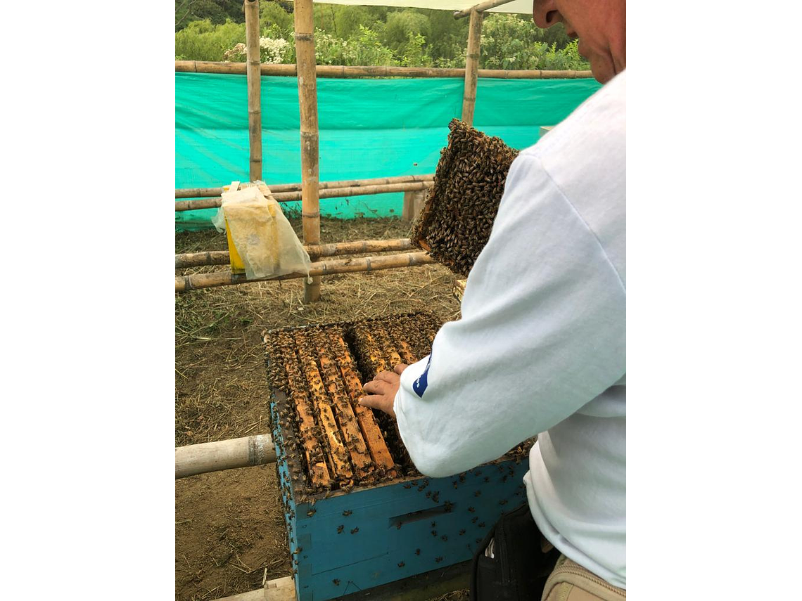 Tour En La Casa de las Abejas