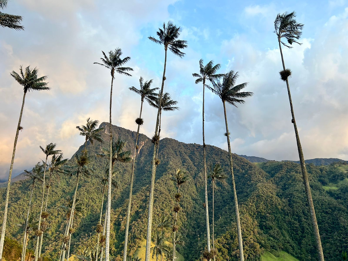 Tour Guiado Corto En El Valle de Cocora en Salento (Miradores)