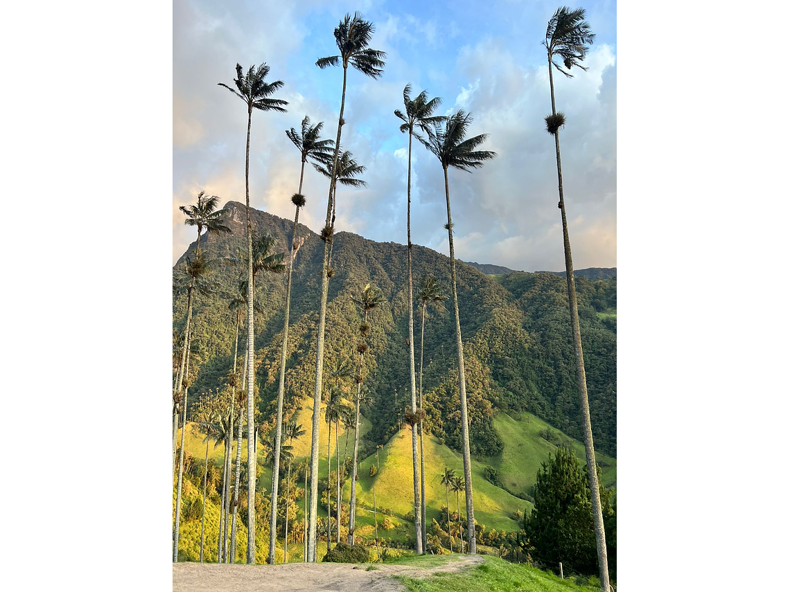 Short Guided Tour In The Cocora Valley in Salento