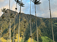 Short Guided Tour In The Cocora Valley in Salento (Viewpoints)