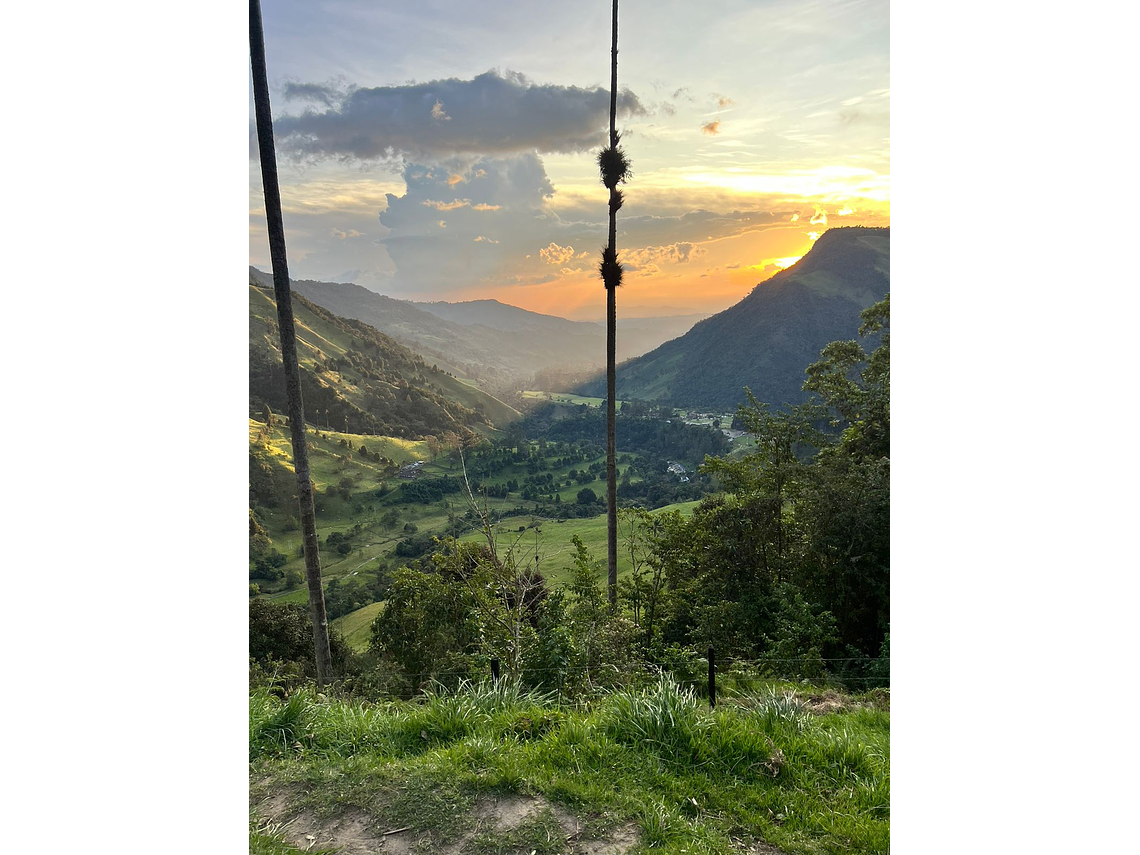 Tour Guiado Corto En El Valle de Cocora en Salento (Miradores)