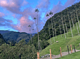 Tour Guiado Corto En El Valle de Cocora en Salento (Miradores)