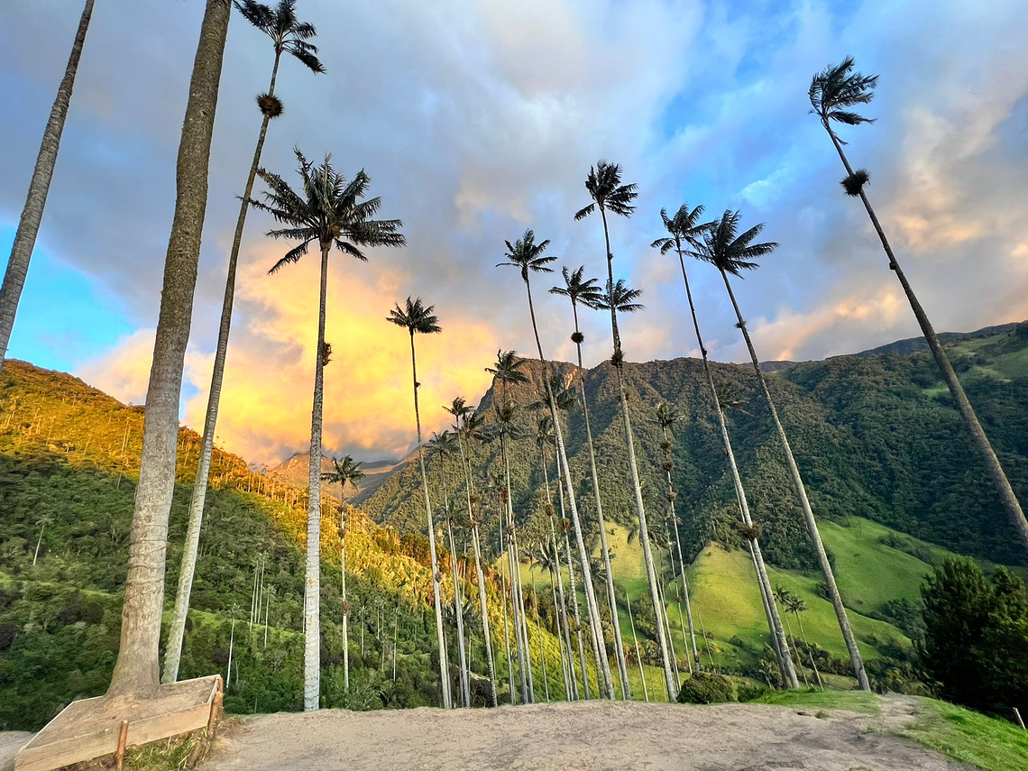 Tour Guiado Corto En El Valle de Cocora en Salento (Miradores)