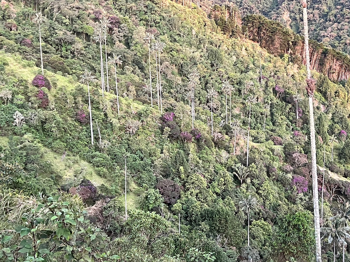 Tour Guiado Corto En El Valle de Cocora en Salento (Miradores)