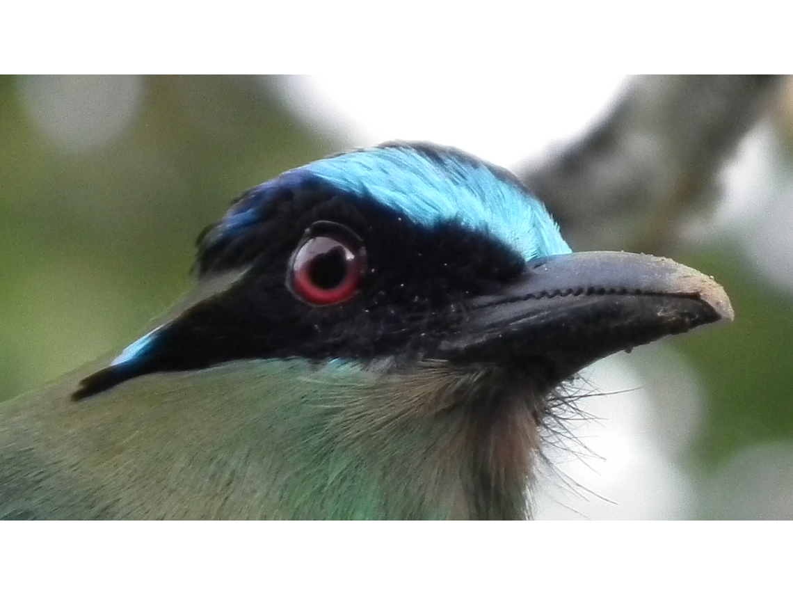 Bird Watching in the Barbas Reserve - Bremen, Filandia