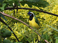 Bird Watching in the Barbas Reserve - Bremen, Filandia